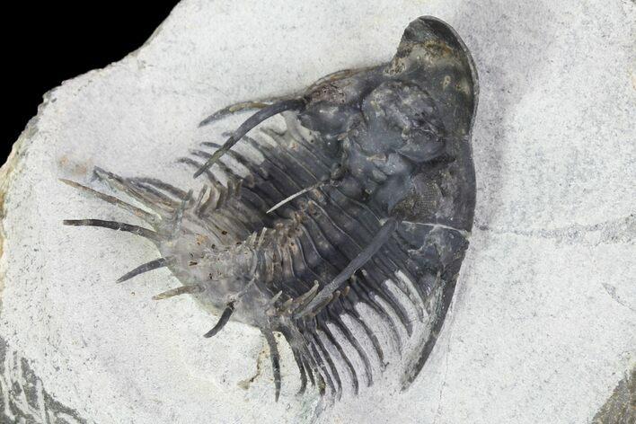 New Trilobite Species (Affinities to Quadrops) #96822